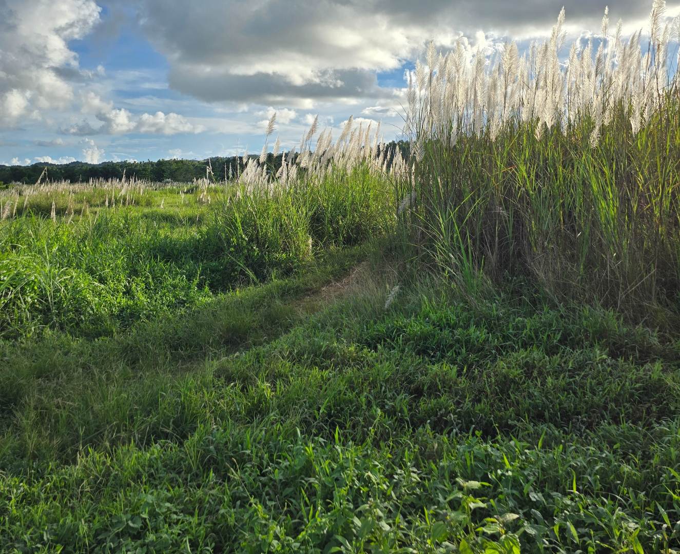 Siargao Island Philippines Siargao Island Philippines